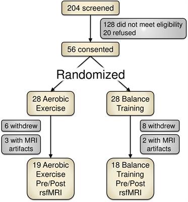 Effects of a 12-Week Aerobic Spin Intervention on Resting State Networks in Previously Sedentary Older Adults